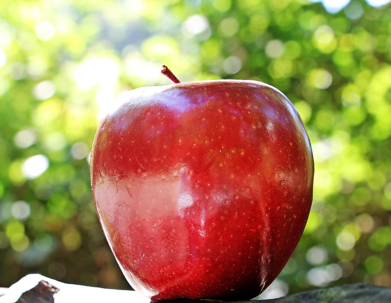 Pruning Fruit Trees