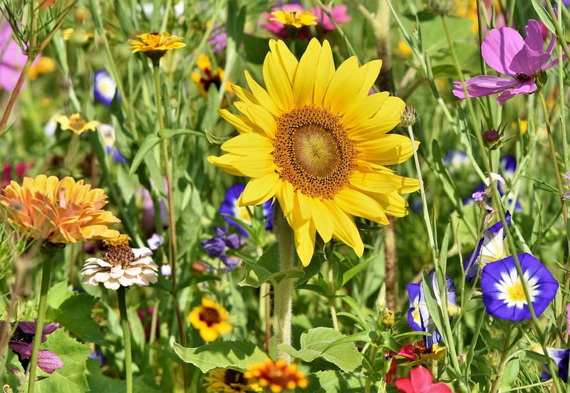 Cottage Garden
